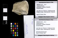 Foto (Objekt + Etiketten) von Cycloprosopon sp. 